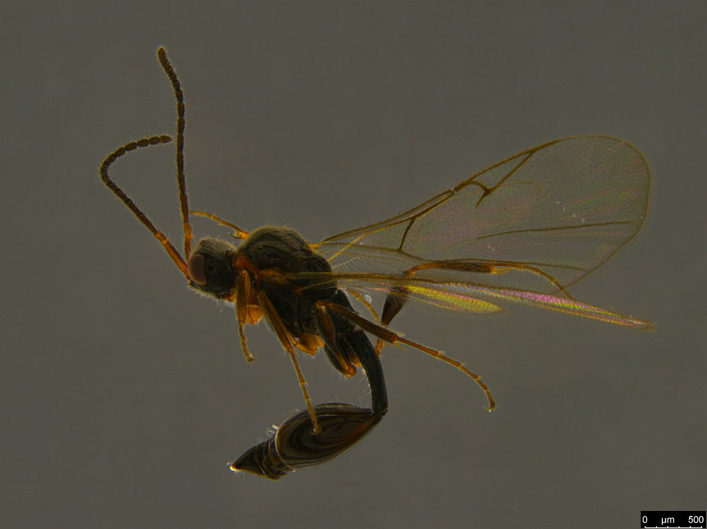 5a - Diapriidae sp.