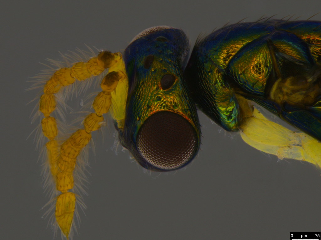 3b - Chalcidoidea sp.