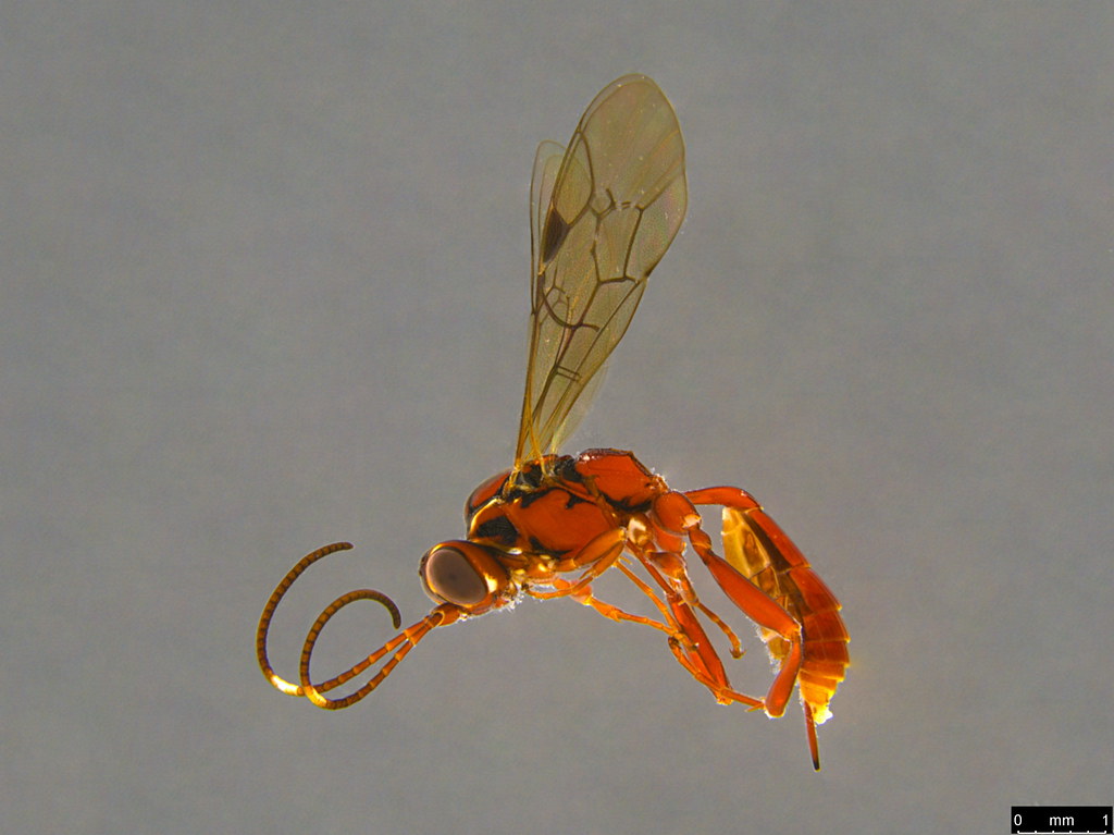 6a - Ichneumonidae sp.
