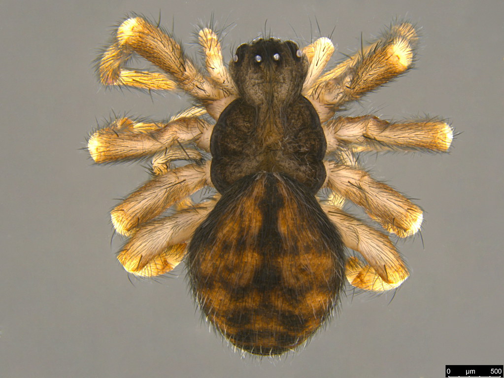 1a - Araneae sp.