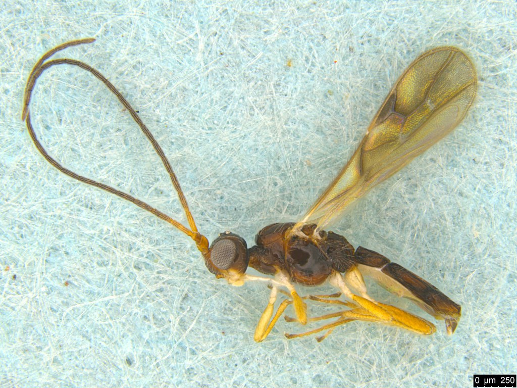 8a - Rogadinae sp.
