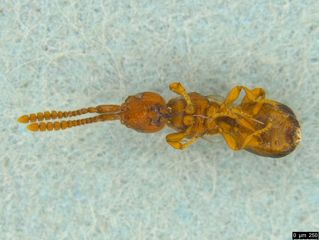 3b - Rostroptia spiniventris