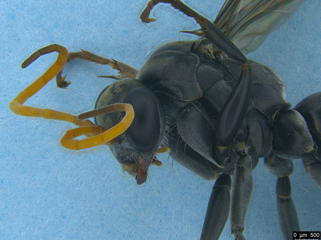 9b - Pompilidae sp.